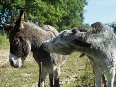 Holiday house Holiday Home in Vicchio with Private Pool - Outdoor photo 35