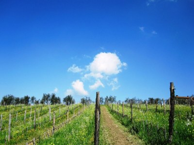 Holiday house Gemütliches Ferienhaus in Capraia e Limite mit Swimminpool - Outdoor photo 21