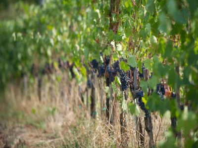 Holiday house Gemütliches Ferienhaus in Capraia e Limite mit Swimminpool - Outdoor photo 41
