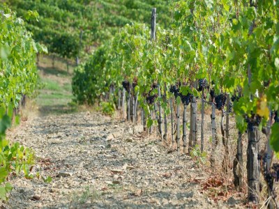 Holiday house Belvilla by OYO Volpe - Outdoor photo 40