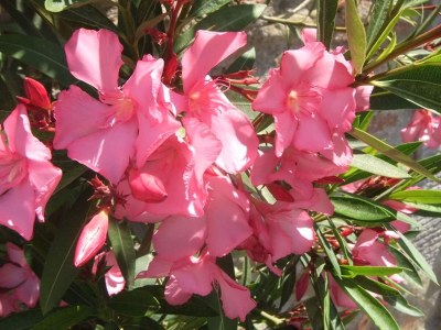 Holiday house Das Vinci Traumferienhaus - Outdoor photo 37