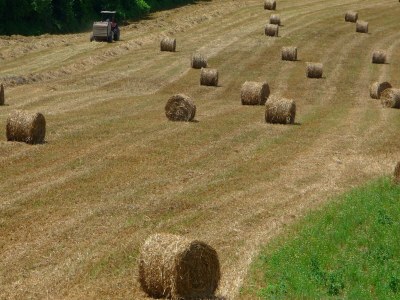 Farmhouse Rustikales Bauernhausleben Vincis Schätze - Environment photo 31