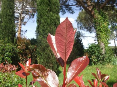 Farmhouse Farmhouse in Vinci near Leonardo Museum - Outdoor photo 37