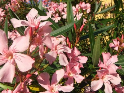 Farmhouse Farmhouse in Vinci near Leonardo Museum - Outdoor photo 39