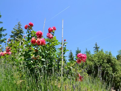 Holiday house Ferienhaus in der Toskana mit Pool & Olivenhain - Environment photo 17