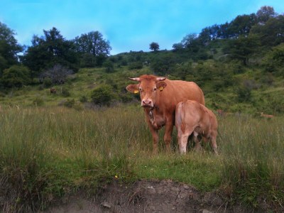 Holiday house Cottage in Pescia with Pool and Garden - Environment photo 27