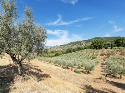 Farmhouse Bauernhaus mit Pool und toskanischem Charme - Environment photo 34