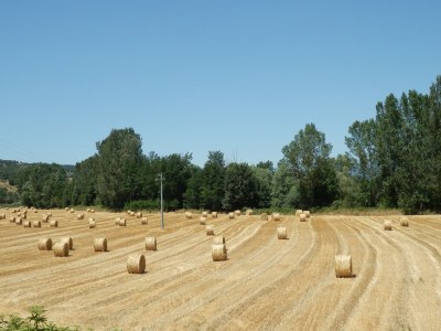 Farmhouse Charmantes toskanisches Bauernhaus - Environment photo 33