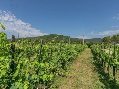 Holiday house Geräumiges Ferienhaus - Environment photo 27