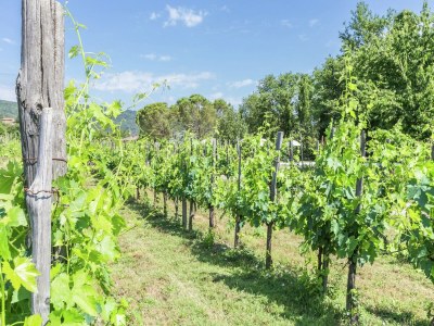 Holiday house holiday home, Bucine with pool - Environment photo 35