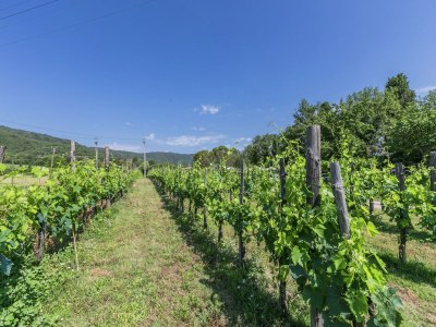 Holiday house Authentic farmhouse with pool - Environment photo 33