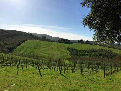 Farmhouse Farmhouse with Pool View - Environment photo 32