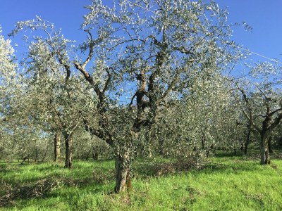 Farmhouse Farmhouse with Pool View - Environment photo 33