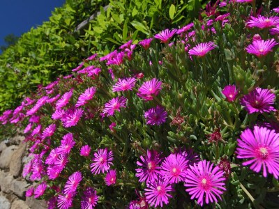 Farmhouse Bauernhaus in Loro Ciuffenna - Outdoor photo 31