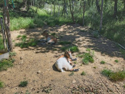 Farmhouse Bauernhaus in Loro Ciuffenna - Outdoor photo 33