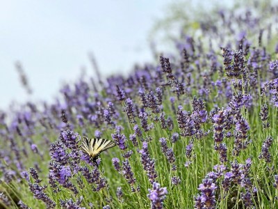 Holiday house Detached cottage with pool - Outdoor photo 39