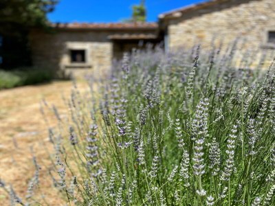 Holiday house Cottage with swimming pool - Outdoor photo 40