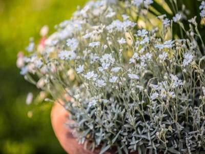 Farmhouse Quiet farmhouse in Cortona - Environment photo 31