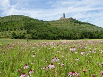 Holiday house Ruhiges Bauernhaus in Castiglion Fiorentino - Environment photo 33