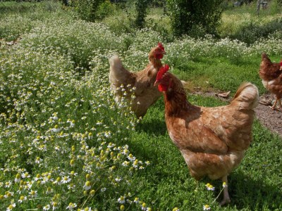 Holiday house Ruhiges Bauernhaus in Castiglion Fiorentino - Outdoor photo 35