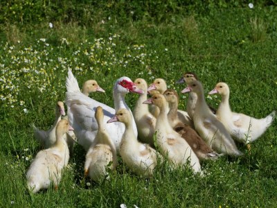 Holiday house Ruhiges Bauernhaus in Castiglion Fiorentino - Outdoor photo 37
