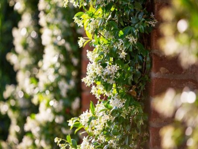 Holiday house Ferienhaus in Cortona mit Pool - Environment photo 23