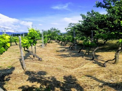 Cottage Attractive mansion with pool - Environment photo 21