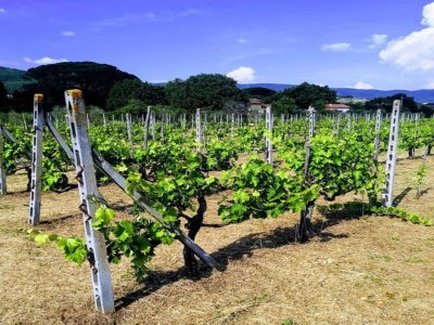 Cottage Attractive mansion with pool - Environment photo 32