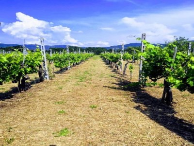 Cottage Attractive mansion with pool - Environment photo 39