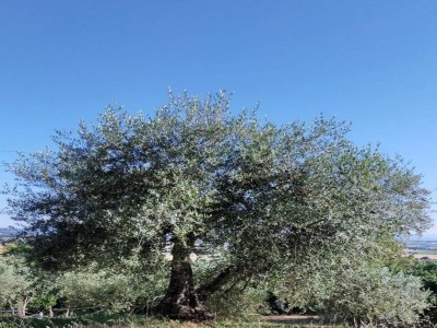 Holiday house A Cottage Wrapped in Cypress Dreams - Environment photo 33