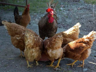 Apartment Escape to Vineyards, Elba - Outdoor photo 40