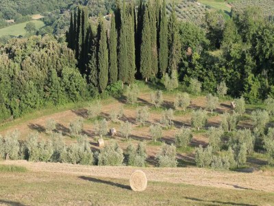 Holiday house Charming Cottage in Sinalunga - Environment photo 30