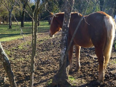 Holiday house Holiday Home in Tuscany with Natural Pond - Environment photo 30