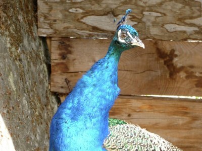 Villa Villa in Tuscany with Private Pool & Garden - Outdoor photo 36