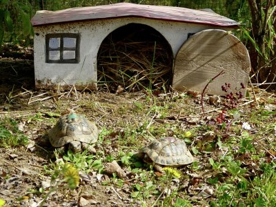 Villa Villa in Tuscany with Private Pool & Garden - Outdoor photo 40