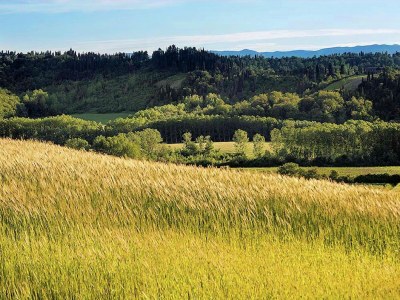 Holiday house Peaceful Apartment, Ghizzano - Environment photo 32