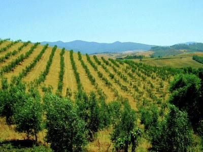 Farmhouse Agriturismo in Tuscany with Pool and Wine Tasting - Outdoor photo 10