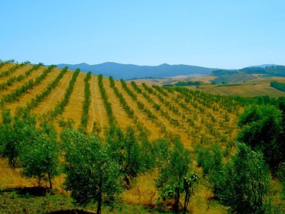 Farmhouse Agriturismo in Tuscany with Pool and Wine Tasting - Environment photo 26