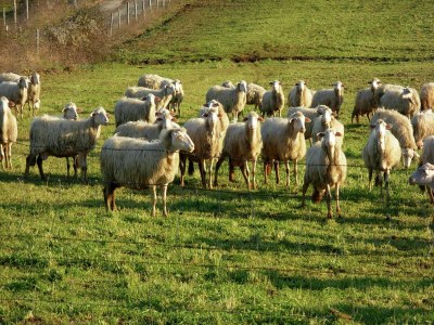 Farmhouse Romantic Farmhouse with Pool - Outdoor photo 39