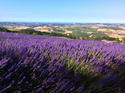 Holiday house Ferienhaus in Serrungarina in Seenähe - Environment photo 35