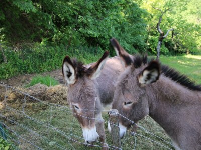 Holiday house Haustierfreundlicher Rückzugsort - Outdoor photo 43