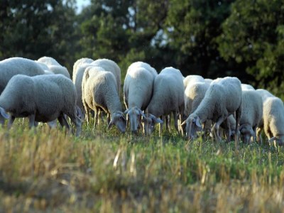 Holiday house Holiday Home in Apecchio with Pool & Terrace - Environment photo 34