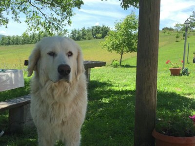 Farmhouse Farmhouse in Apecchio with Pool & Spa - Outdoor photo 15