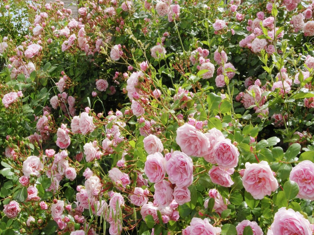 Holiday house Cozy Couple’s Retreat - Outdoor photo 5