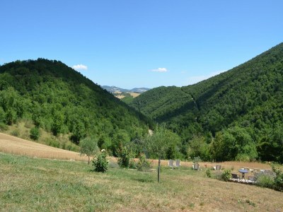 Apartment Countryside cottage in Pergola - Outdoor photo 14