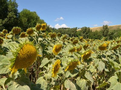 Apartment Countryside cottage in Pergola - Environment photo 31