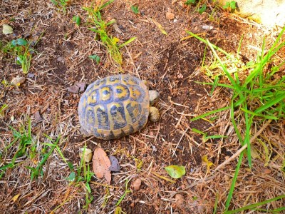Holiday house Cottage in Sicily with Private Garden & BBQ - Outdoor photo 27