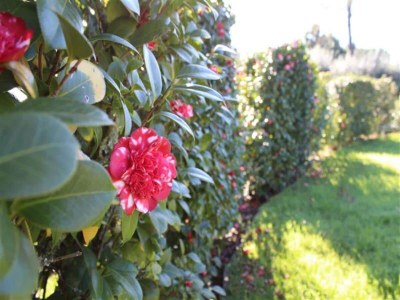 Holiday house Santa Comba Garden Cottage - Outdoor photo 6