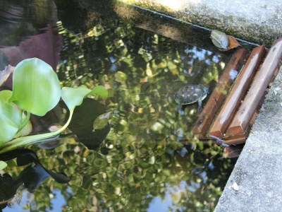 Holiday house Santa Comba Garden Cottage - Outdoor photo 40