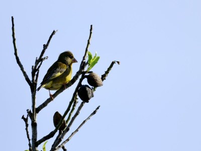 Cottage Lebhaftes Landhaus mit Gemeinschaftspool - Environment photo 37